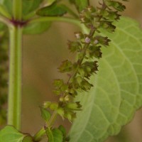 Basilicum polystachyon (L.) Moench